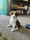 Oliver