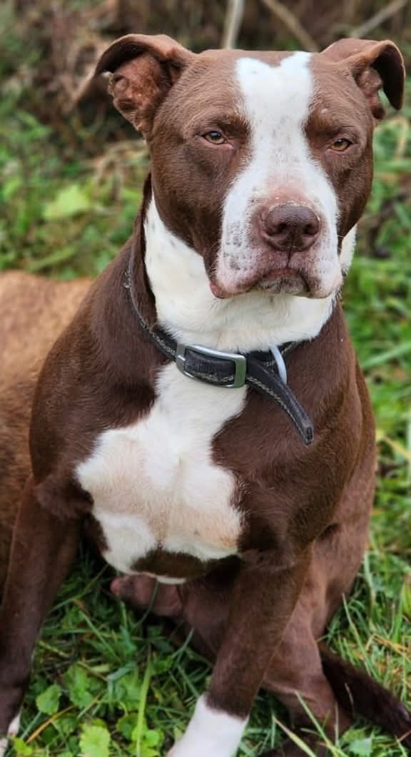 adoptable Dog in Germantown, OH named Spice