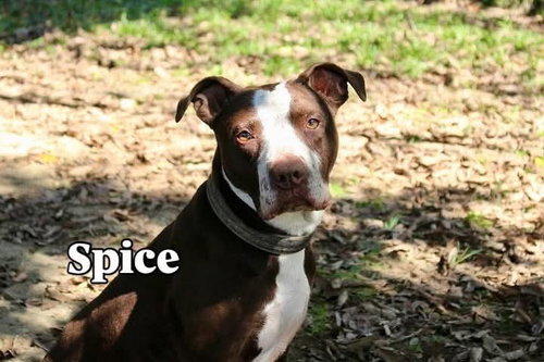 SPICE - American Pit Bull Terrier available for adoption