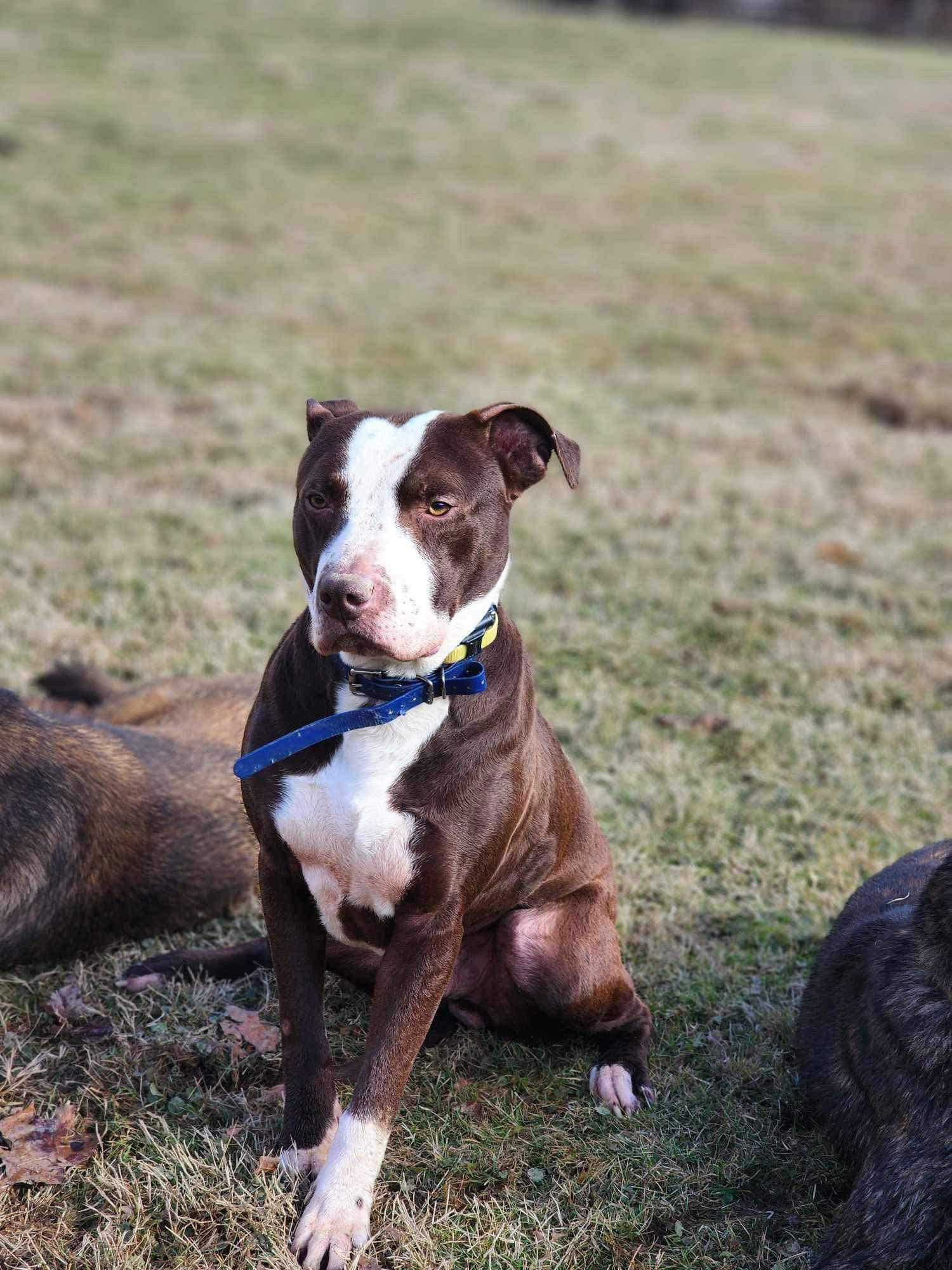 adoptable Dog in Germantown, OH named Spice