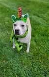 adoptable Dog in germantown, OH named Merlot