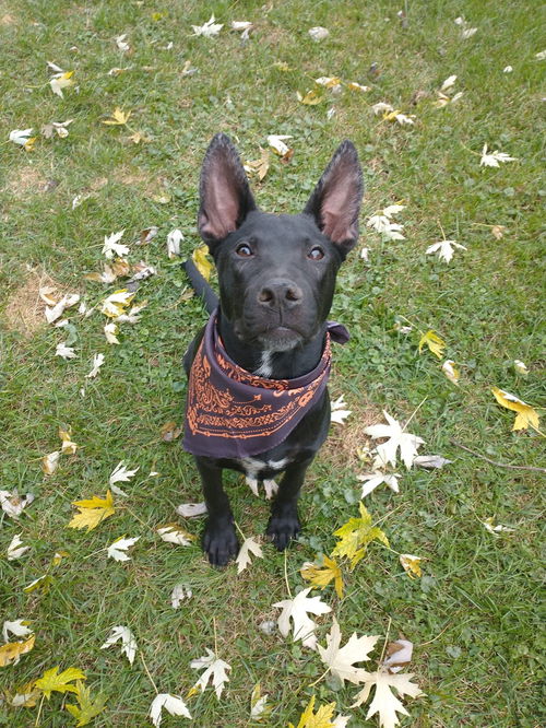 Radar