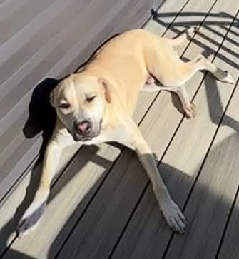 Grūner, an adoptable American Pit Bull Terrier in Germantown, OH