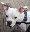 adoptable Dog in germantown, OH named Samson