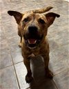 adoptable Dog in germantown, OH named Coop