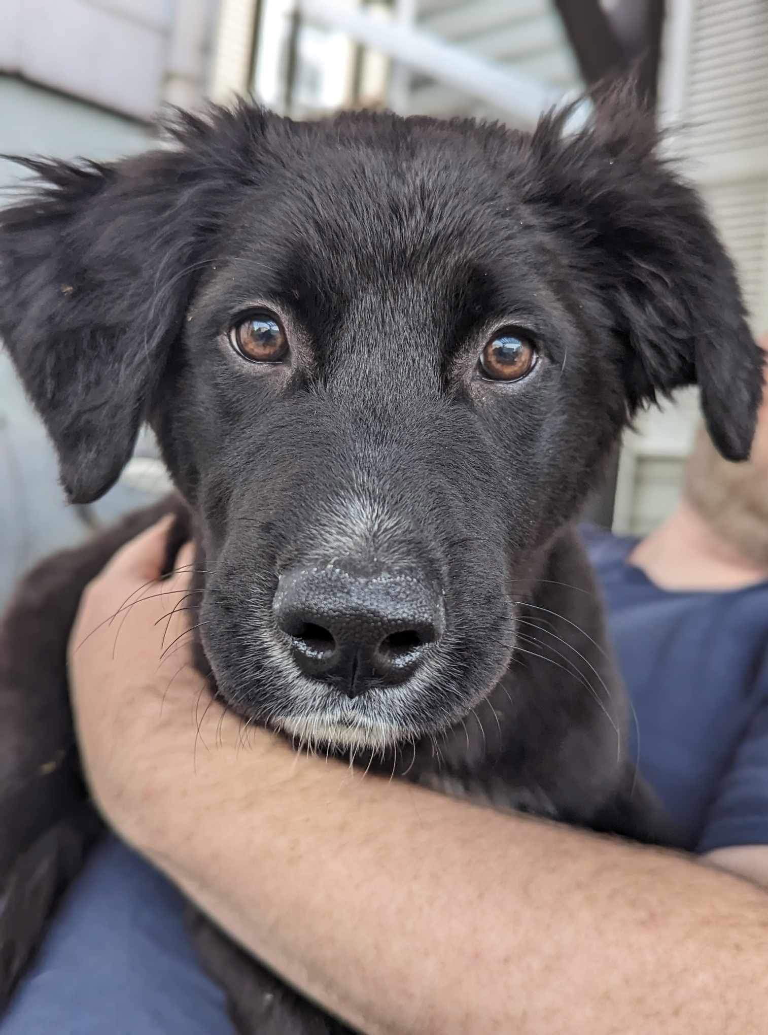 Dog adoption in Germantown, OH 45327 Labrador Retriever / Mixed