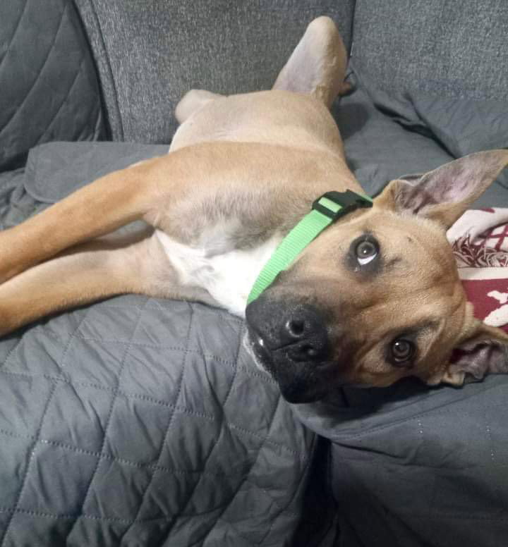 Dog for Adoption Tasmanian, a American Pit Bull Terrier in Versailles