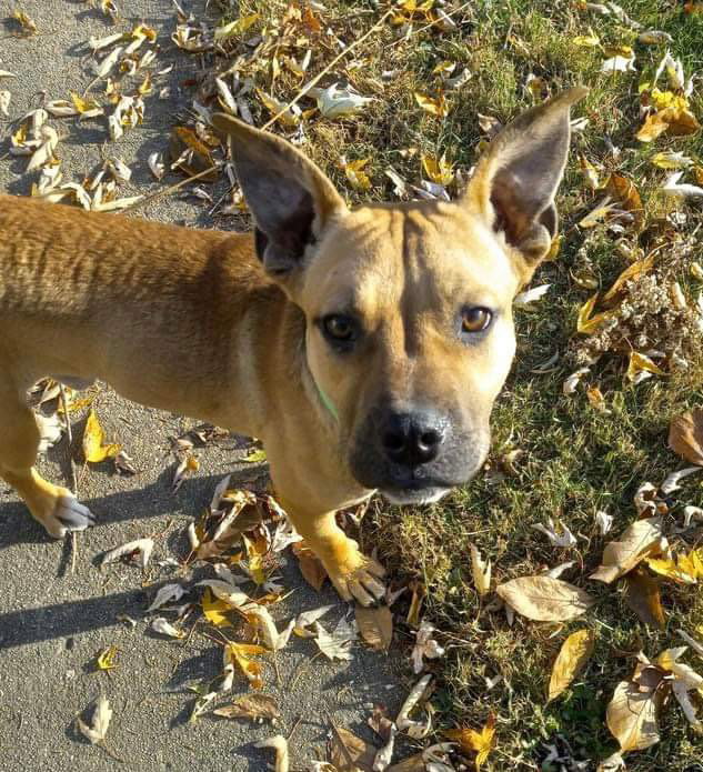 Dog for Adoption Tasmanian, a American Pit Bull Terrier in Urbana, OH