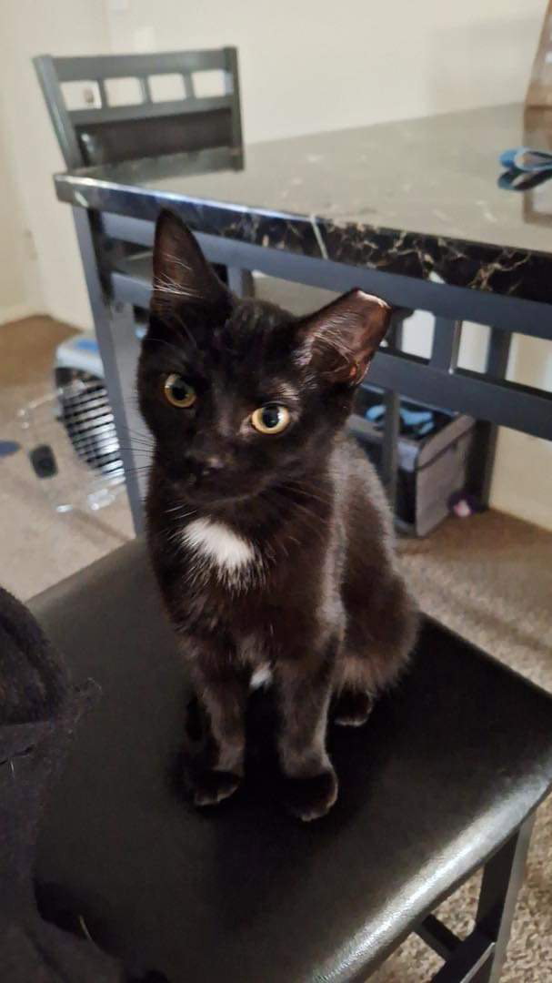 Cats for Adoption in Dayton, Ohio Alpha Paw