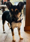 Olivia Roo