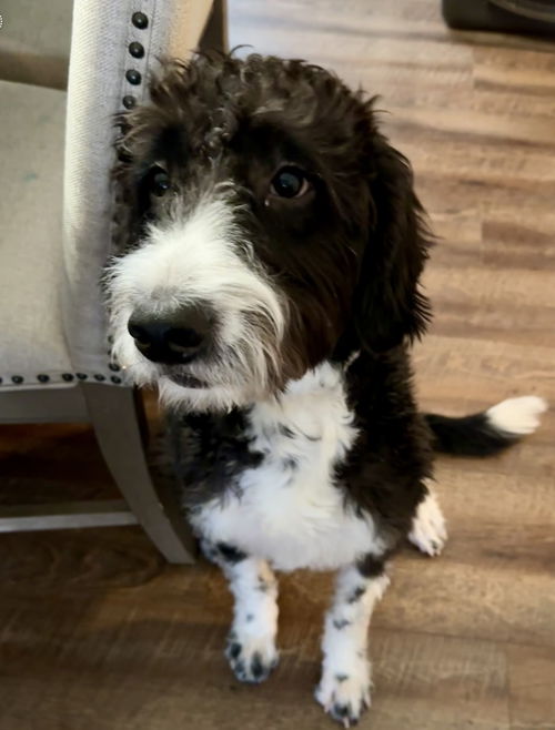 Oreo