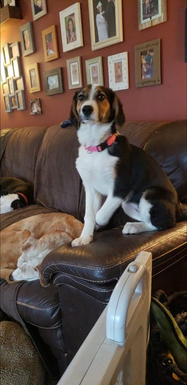 Dog for Adoption Jolly, a Beagle in Xenia, OH Alpha Paw
