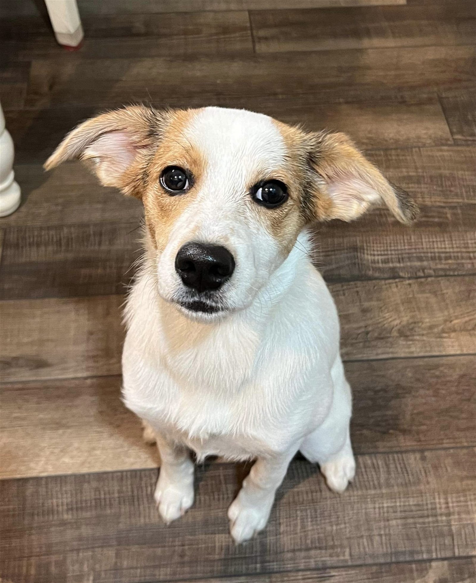 Dog for Adoption - Eljay, a Jack Russell Terrier in Taylor Mill, KY ...