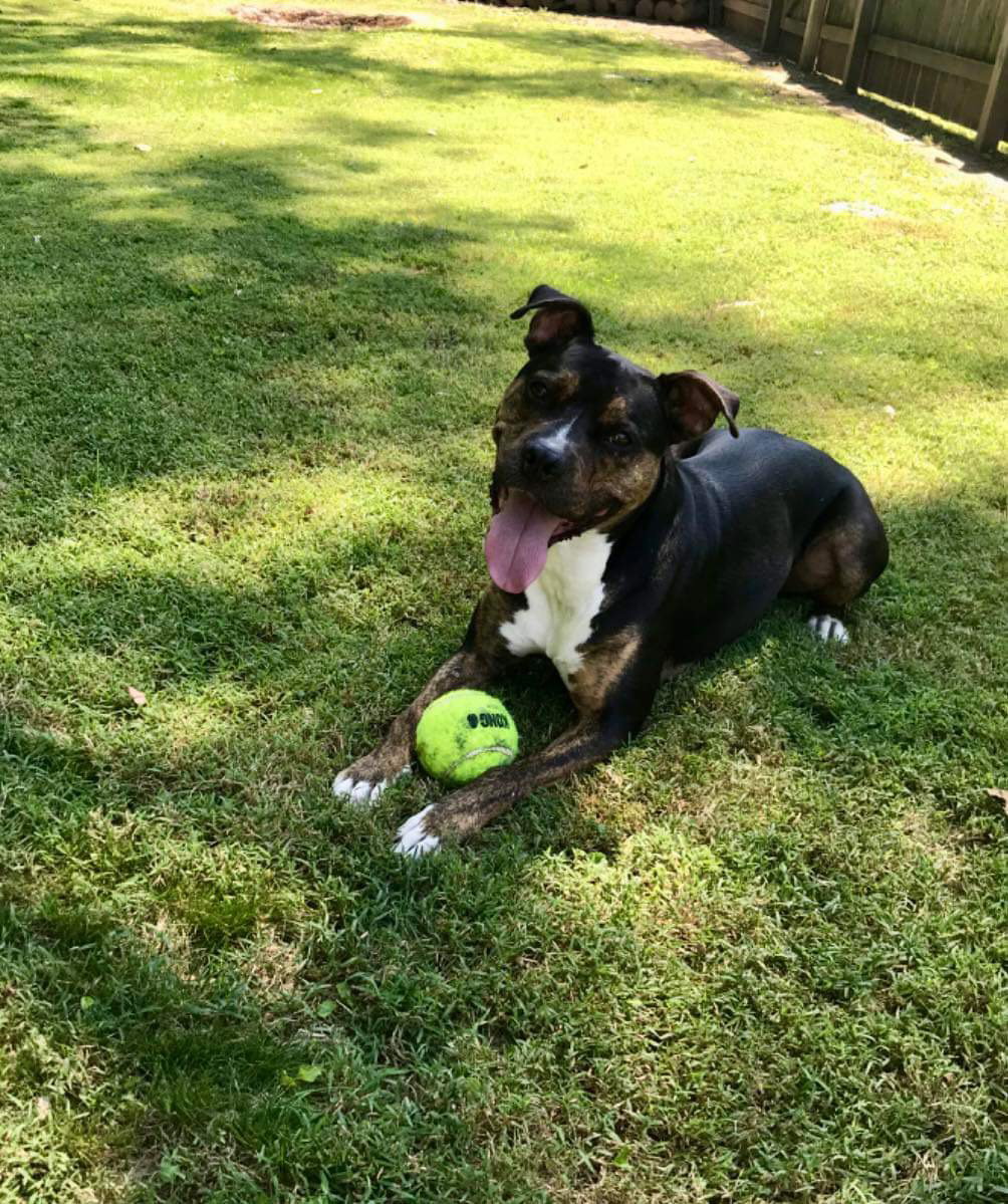 Dog for Adoption - Bubba, a Boxer in Lewisburg, OH | Alpha Paw