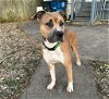 adoptable Dog in germantown, OH named Jasper