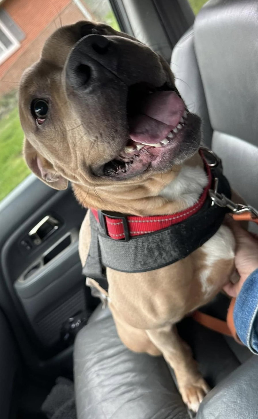 Dog for Adoption Luke, a American Pit Bull Terrier in Monfort Heights