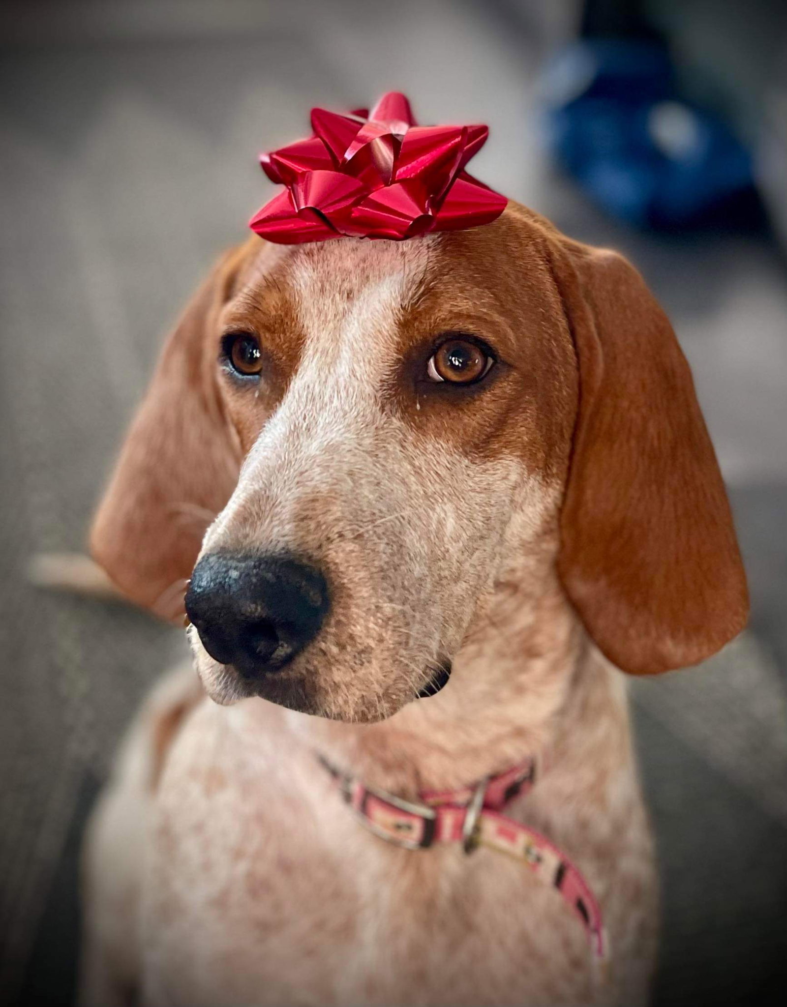 Dog for Adoption Cheienne, a Hound in Middletown, OH Alpha Paw