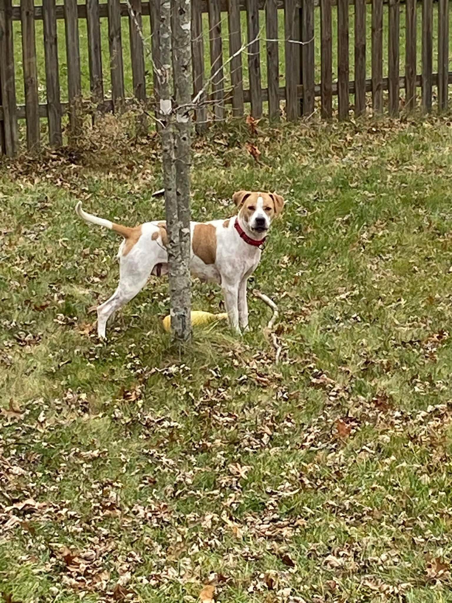 Dog for Adoption Chilli, a American Pit Bull Terrier in Troy, OH