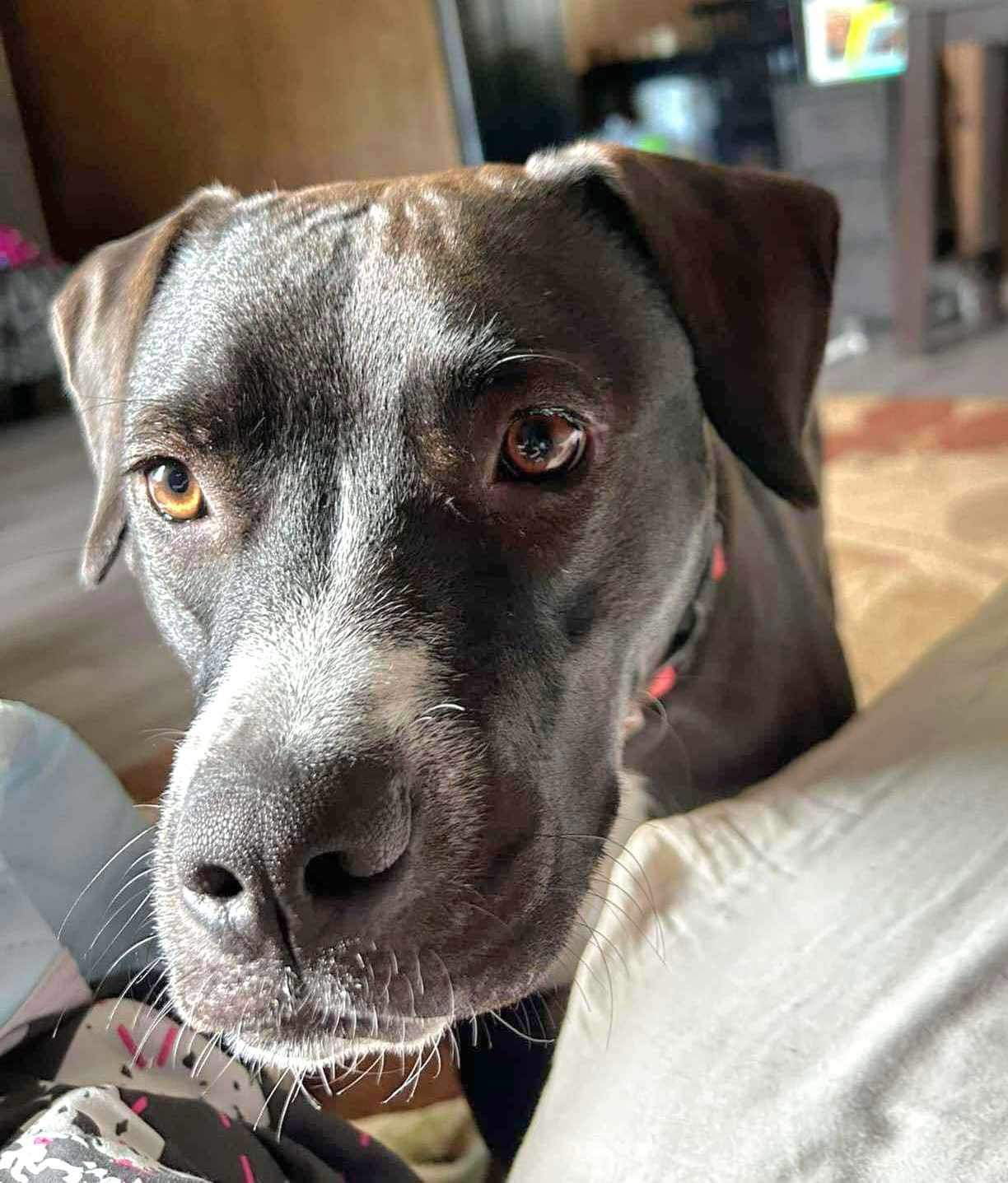 adoptable Dog in Germantown, OH named Harnan