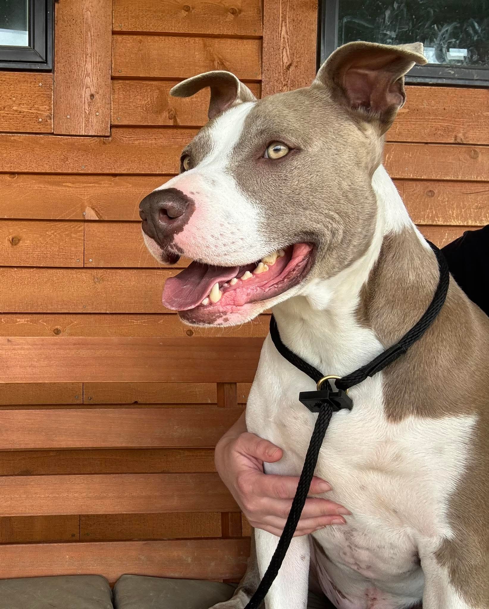 Two Tone Tucker - American Pit Bull Terrier