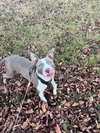 Two Tone Tucker - Photo 5