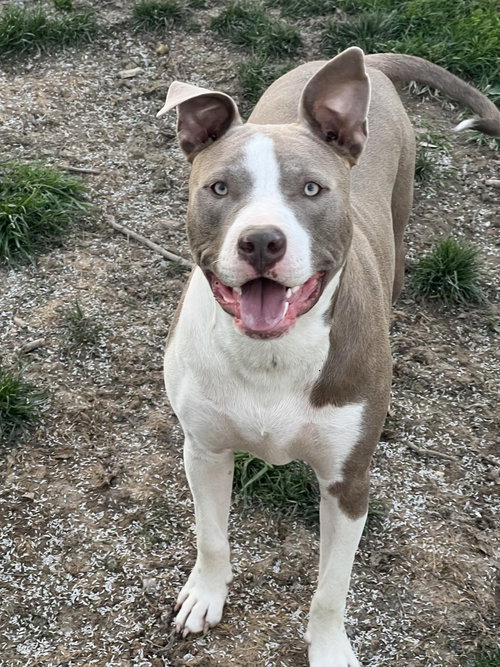 TWO TONE TUCKER - American Pit Bull Terrier available for adoption