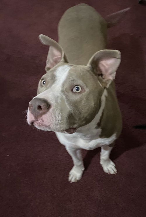 Two Tone Tucker