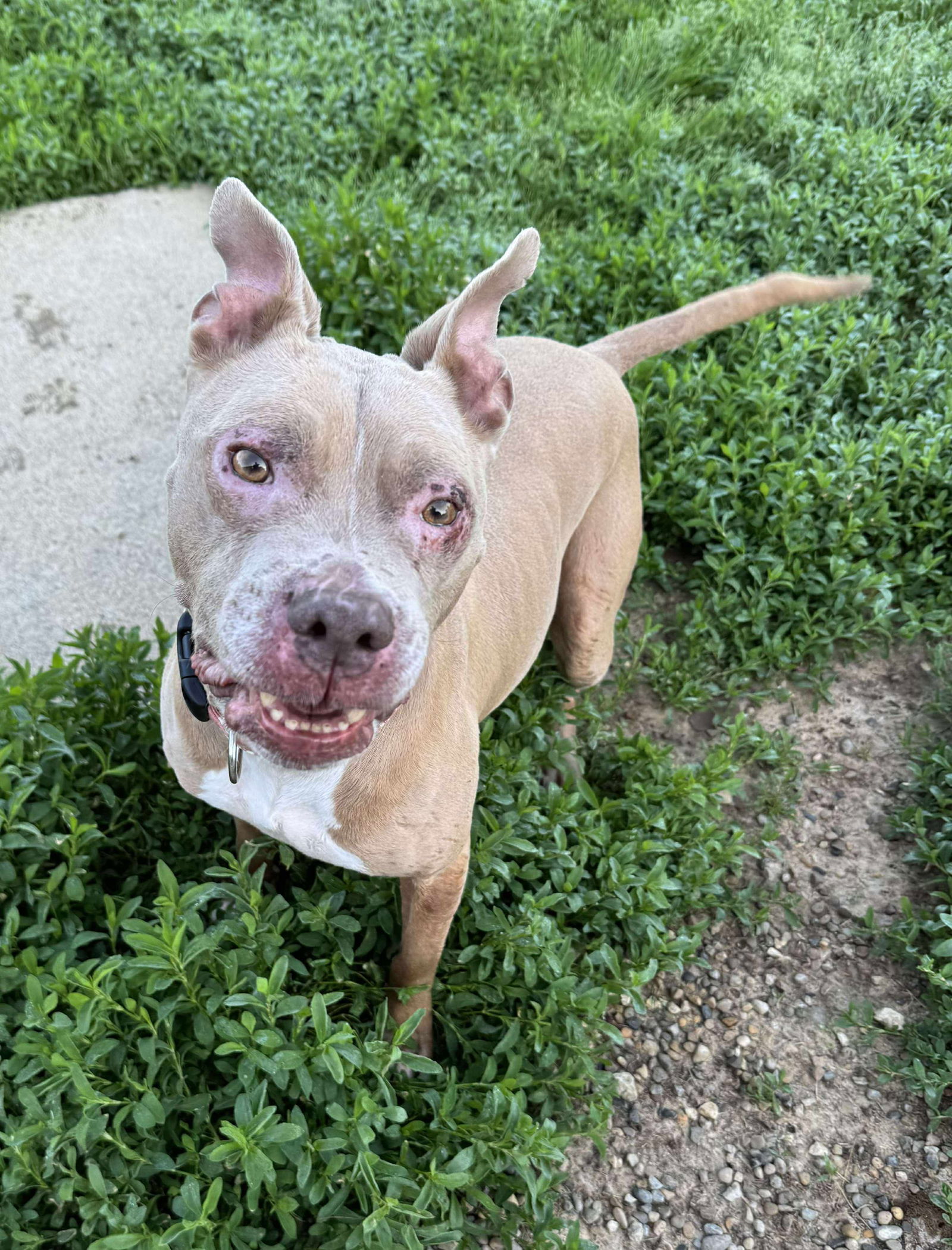 adoptable Dog in Germantown, OH named Baby Girl