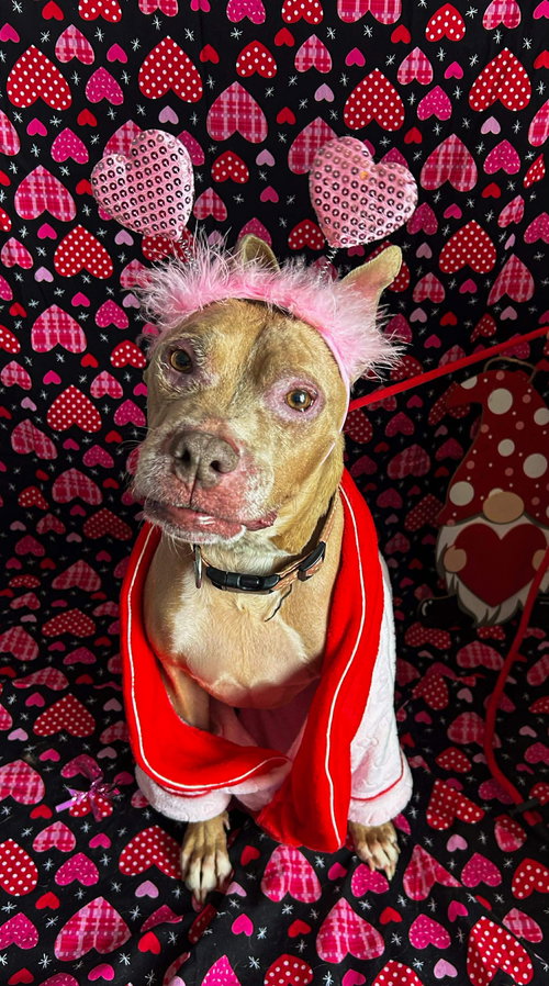 BABY GIRL - American Pit Bull Terrier available for adoption