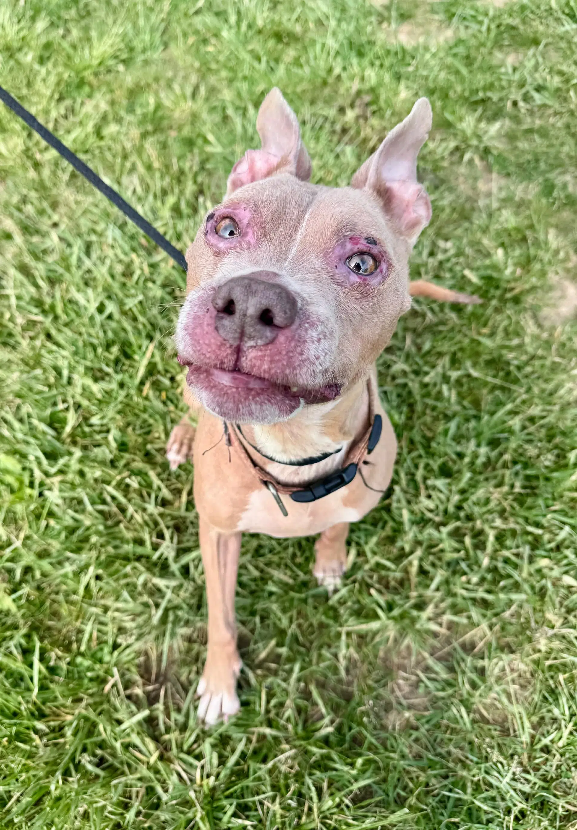 Baby Girl - American Pit Bull Terrier