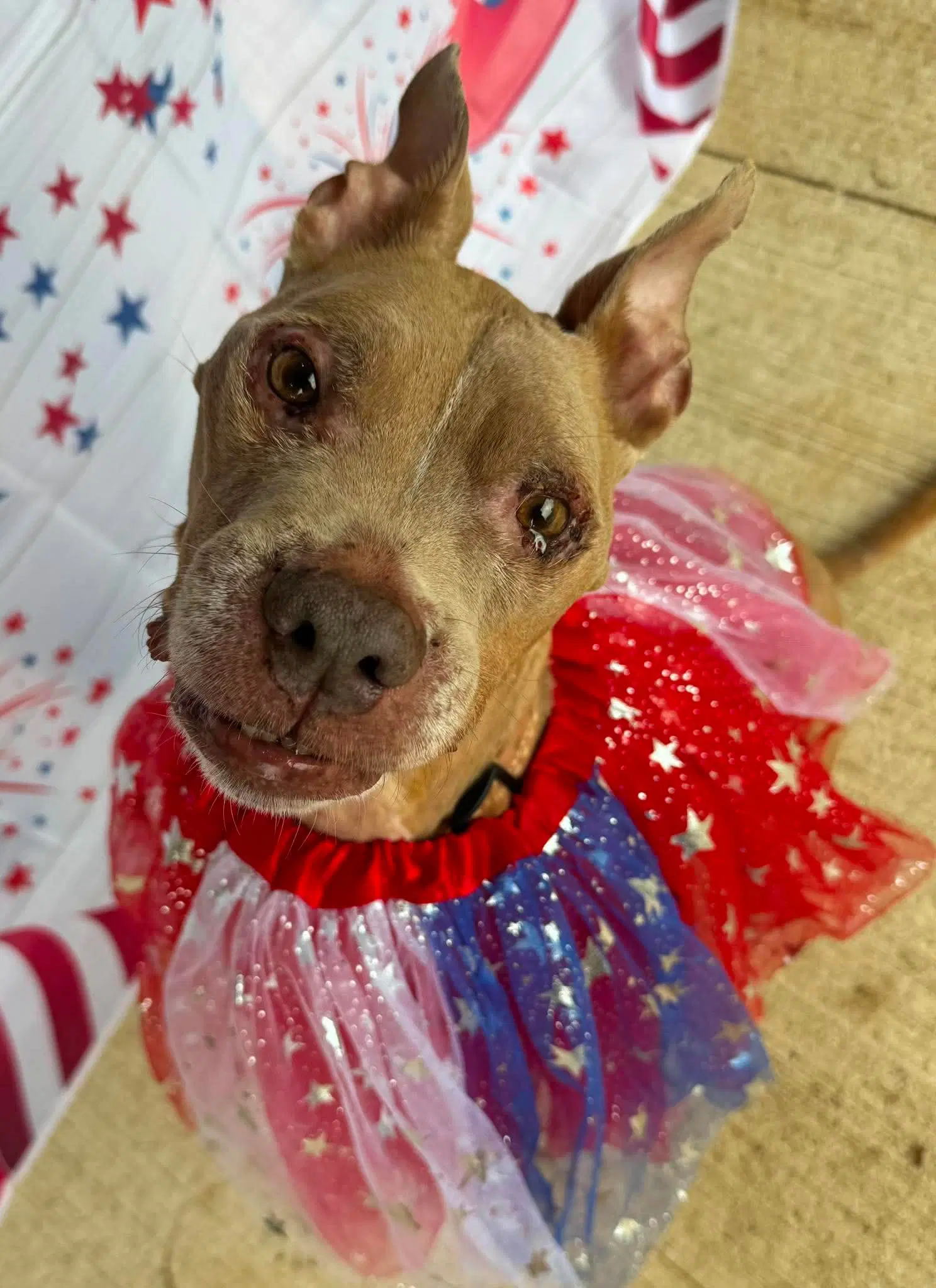 Baby Girl - American Pit Bull Terrier