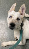 adoptable Dog in germantown, OH named Deaf Yoda