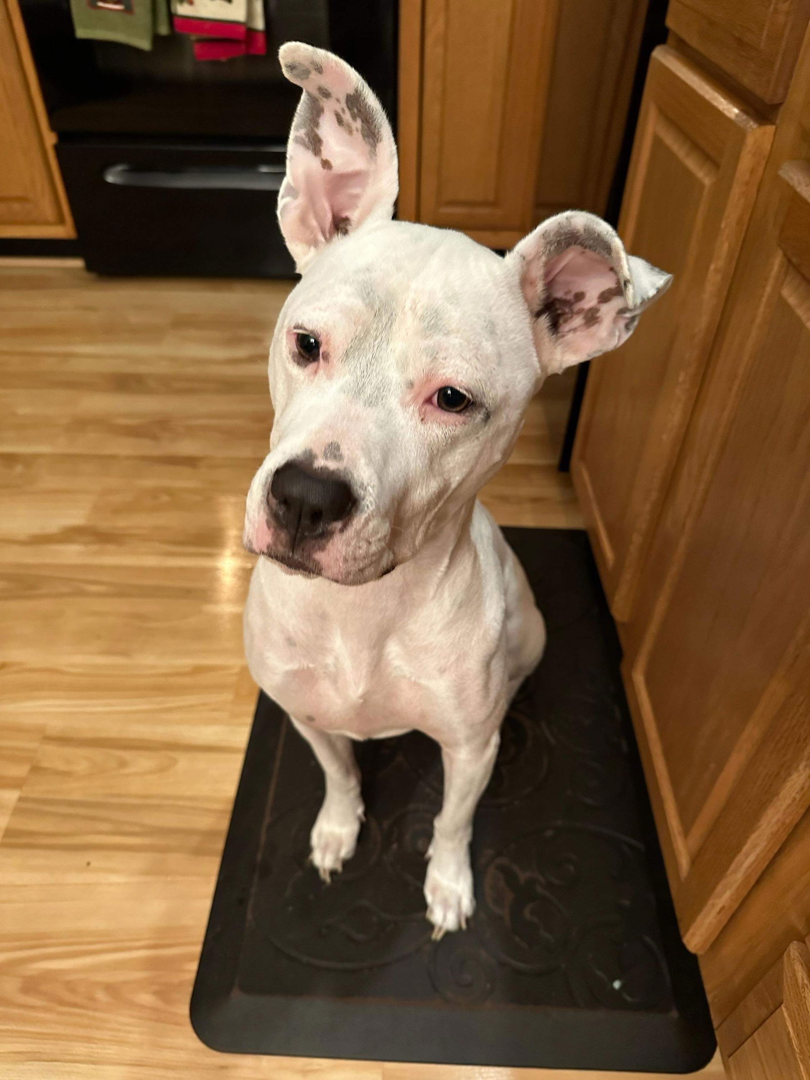 adoptable Dog in Germantown, OH named Luna Lady