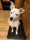 adoptable Dog in germantown, OH named Luna Lady