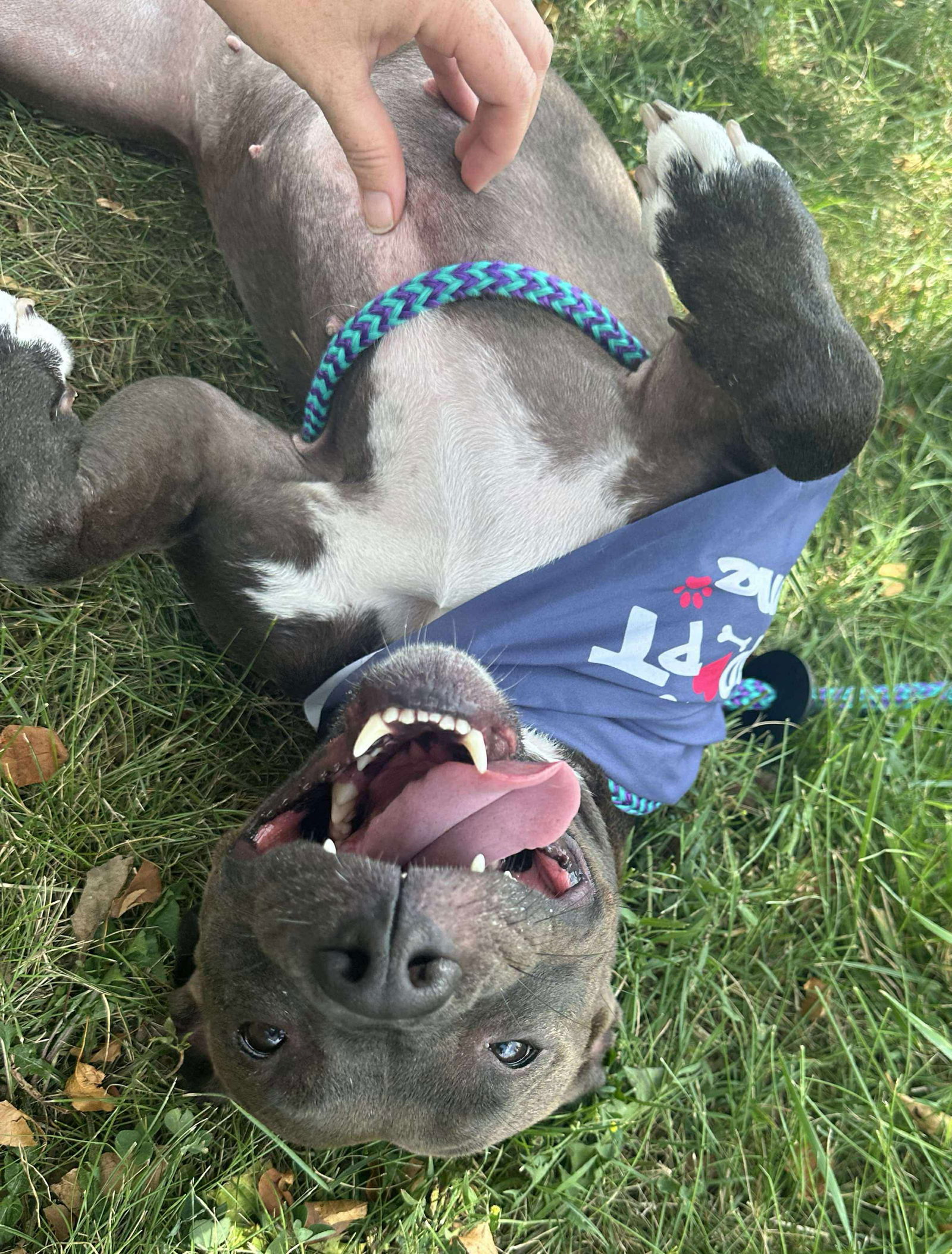 adoptable Dog in Germantown, OH named Helena