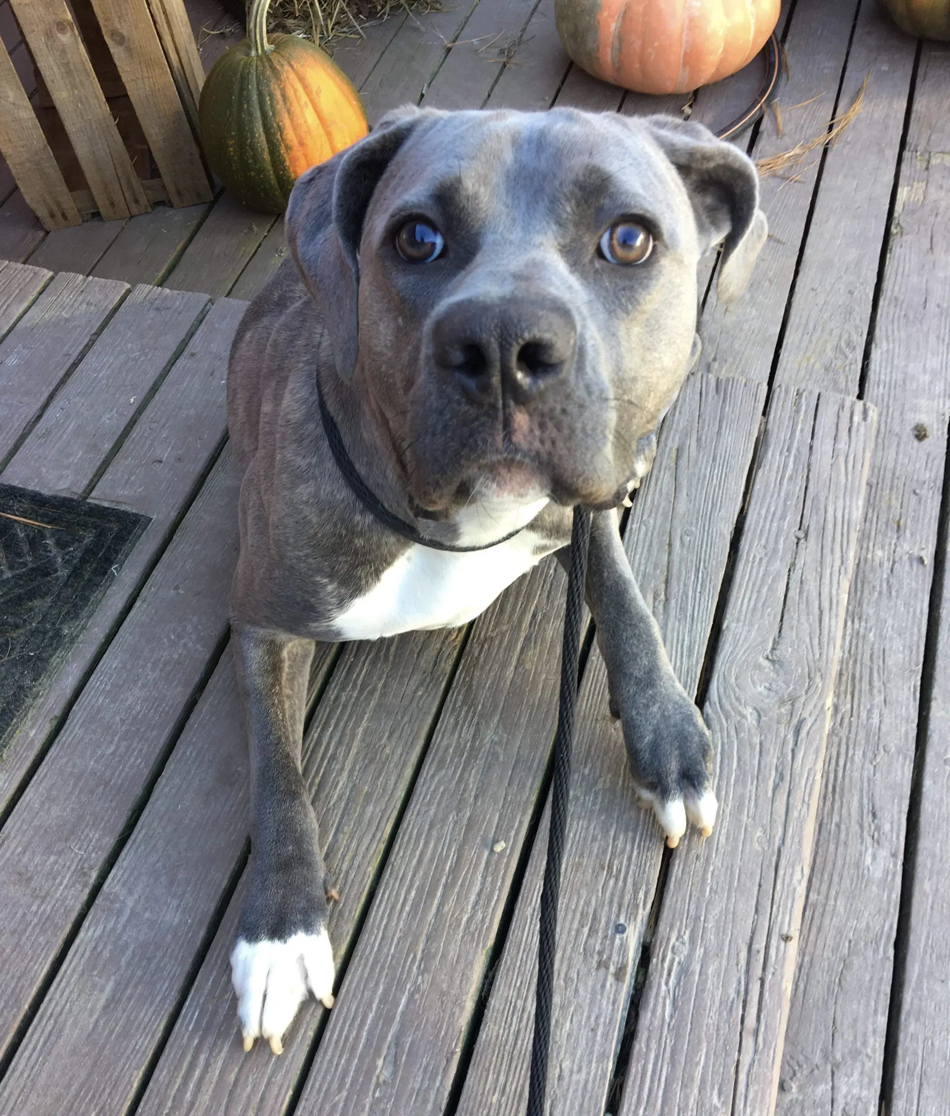 Kylie - Cane Corso Mastiff