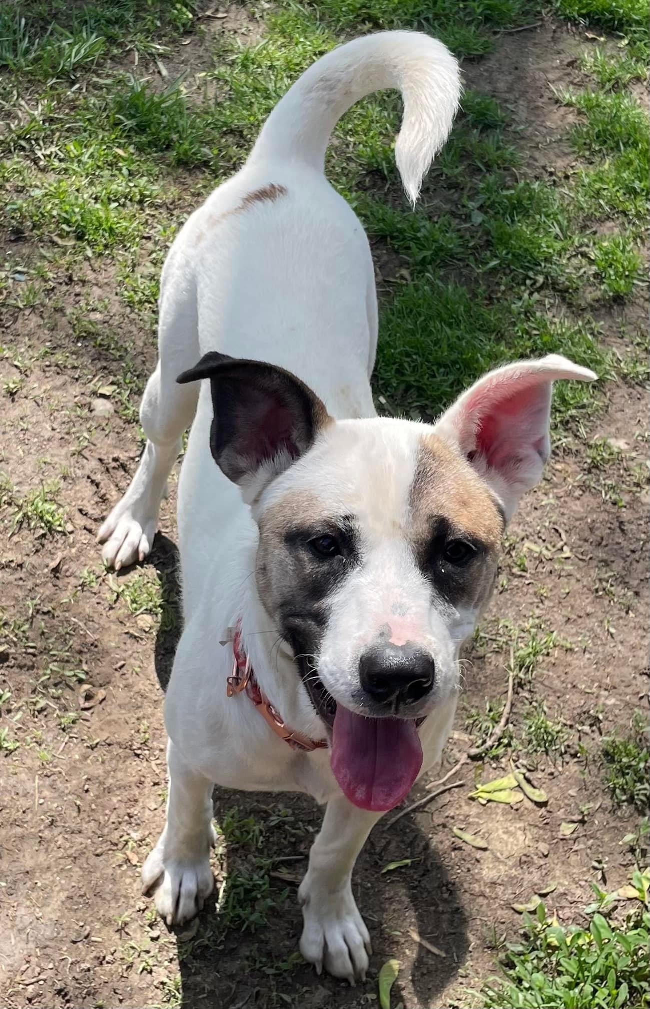 adoptable Dog in Germantown, OH named Mattie Mae