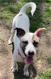 adoptable Dog in , OH named Mattie Mae