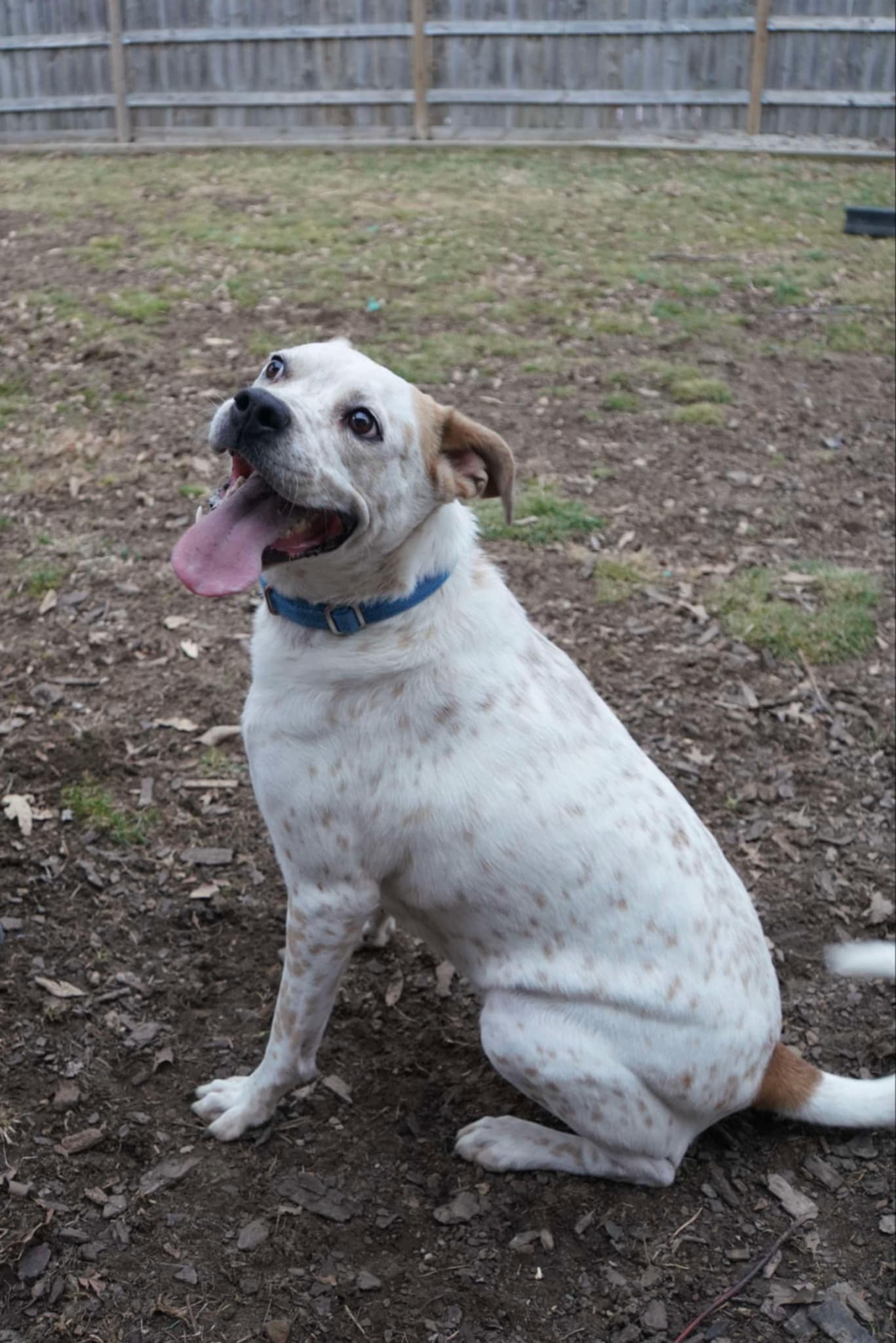 adoptable Dog in Germantown, OH named Kaira