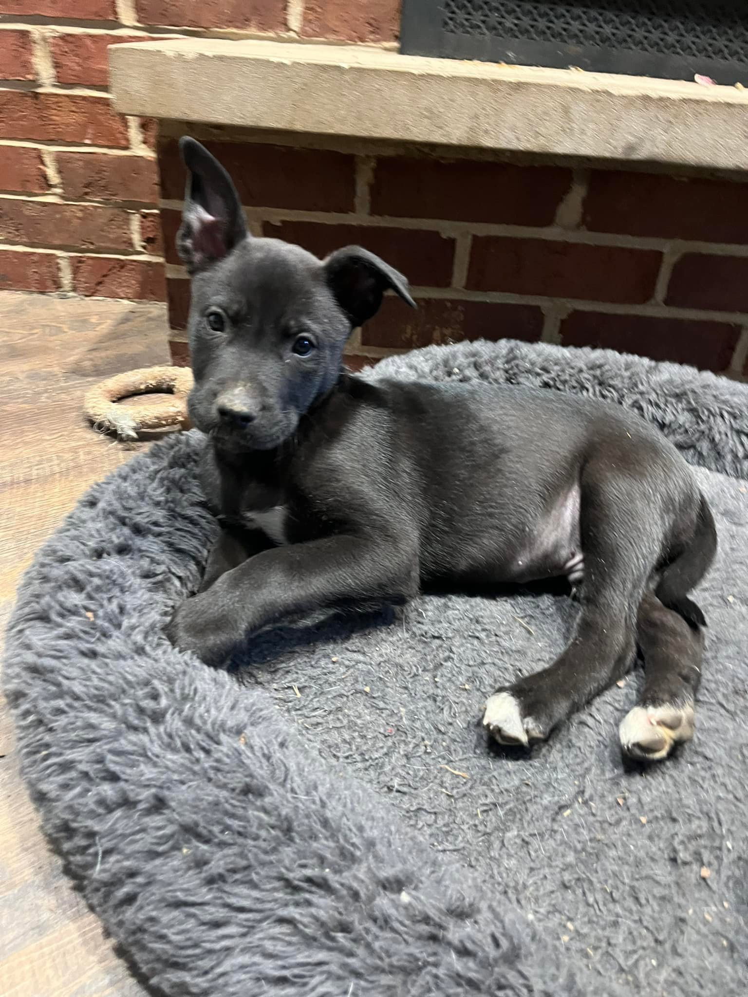 Dog for Adoption - Gabe, a American Pit Bull Terrier in Montgomery ...