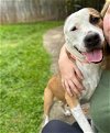 adoptable Dog in germantown, OH named Lucky Charm
