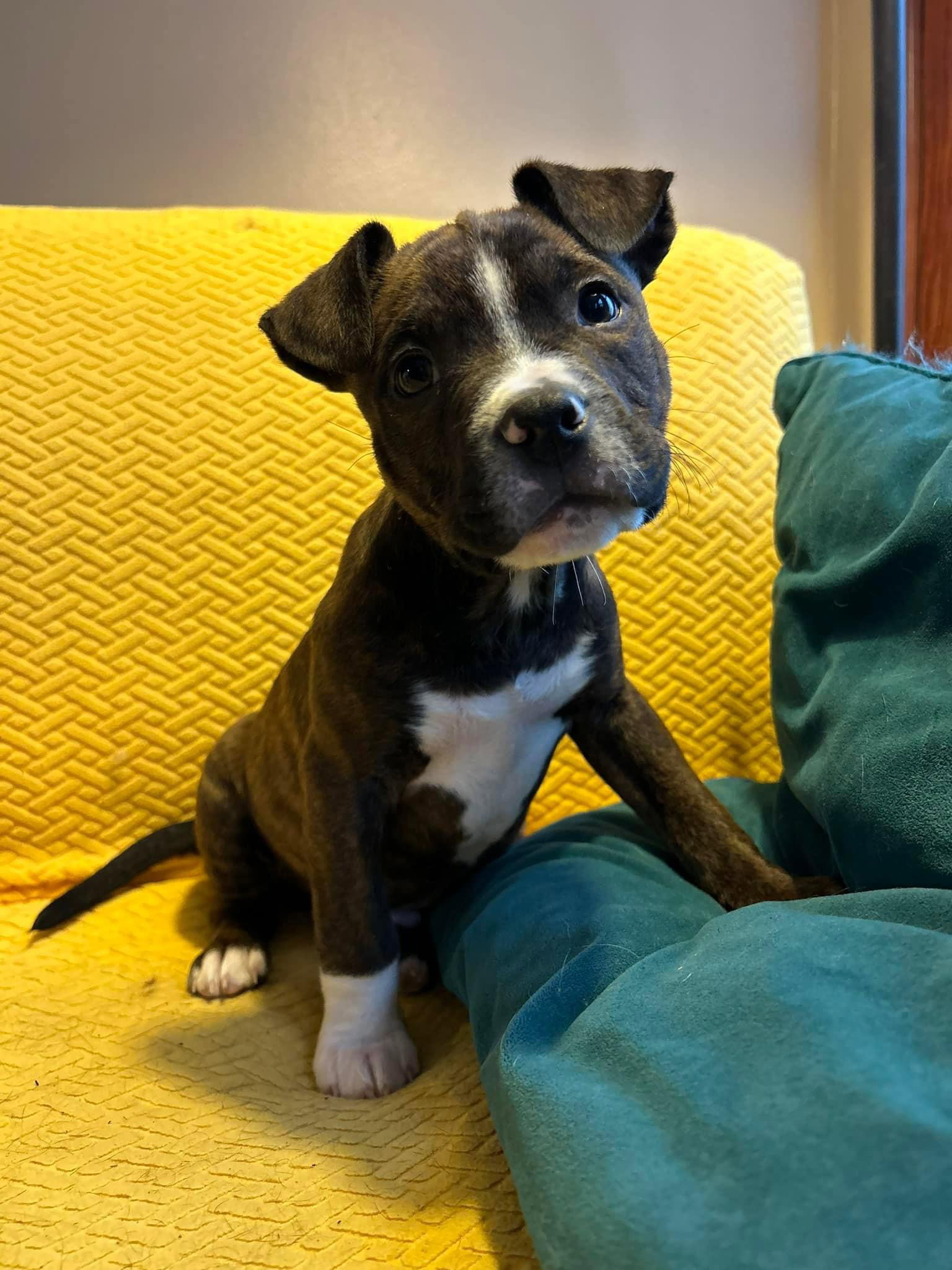 Dog for Adoption Philodendron, a Boxer in Xenia, OH Alpha Paw