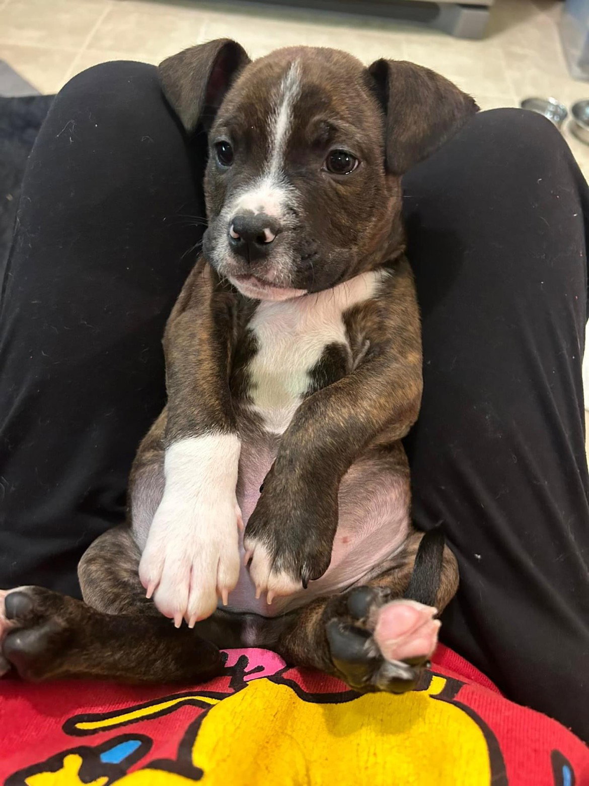 Dog for Adoption Philodendron, a Boxer in Xenia, OH Alpha Paw