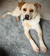 adoptable Dog in germantown, OH named Fivel Gus West