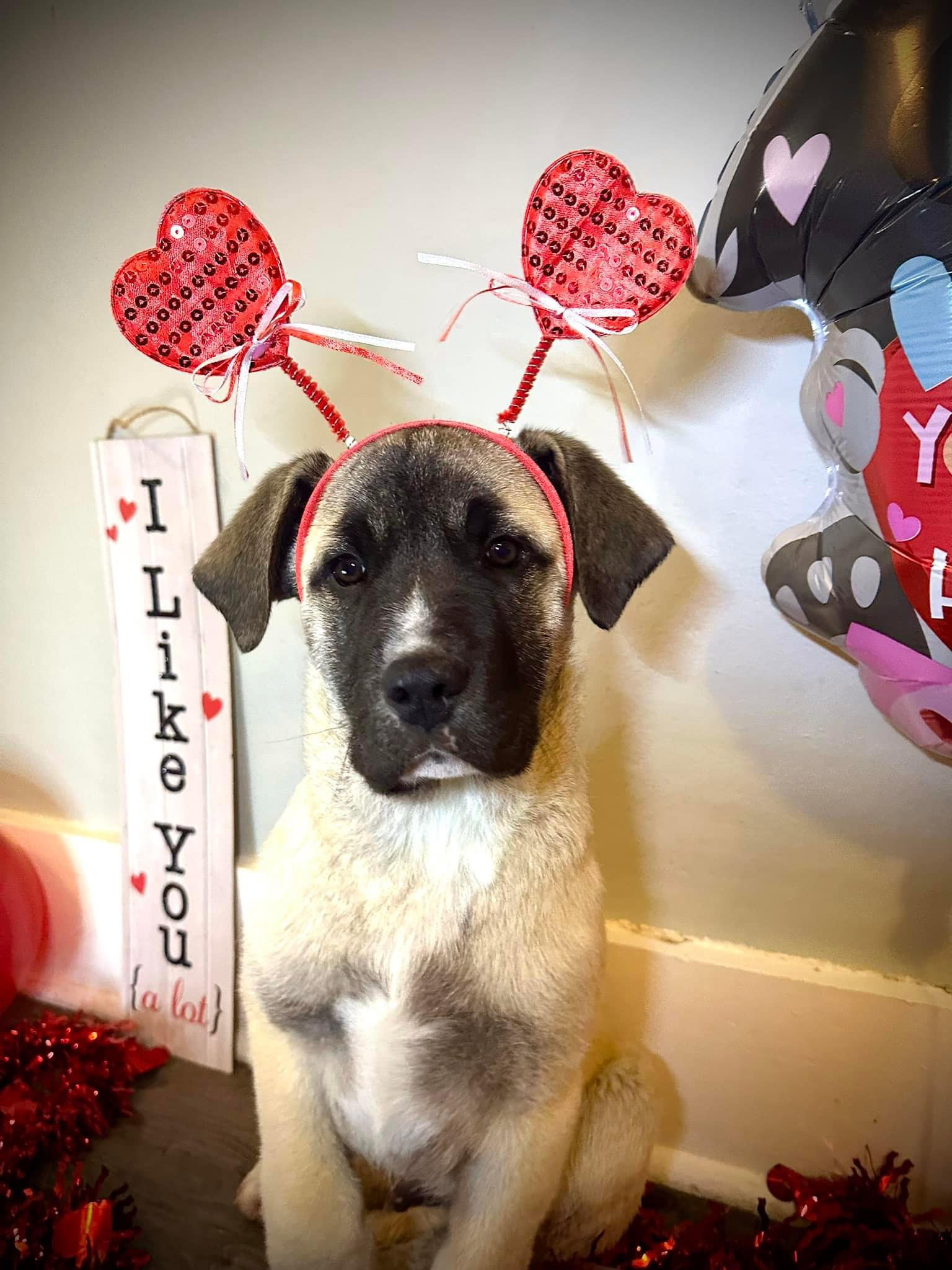 Dog for Adoption Wilson, a Cane Corso Mastiff in Xenia, OH Alpha Paw