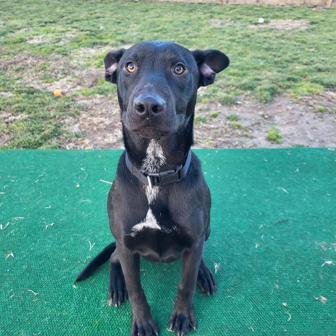 Dog for Adoption - Maraxis, a Labrador Retriever in Wilmington, OH