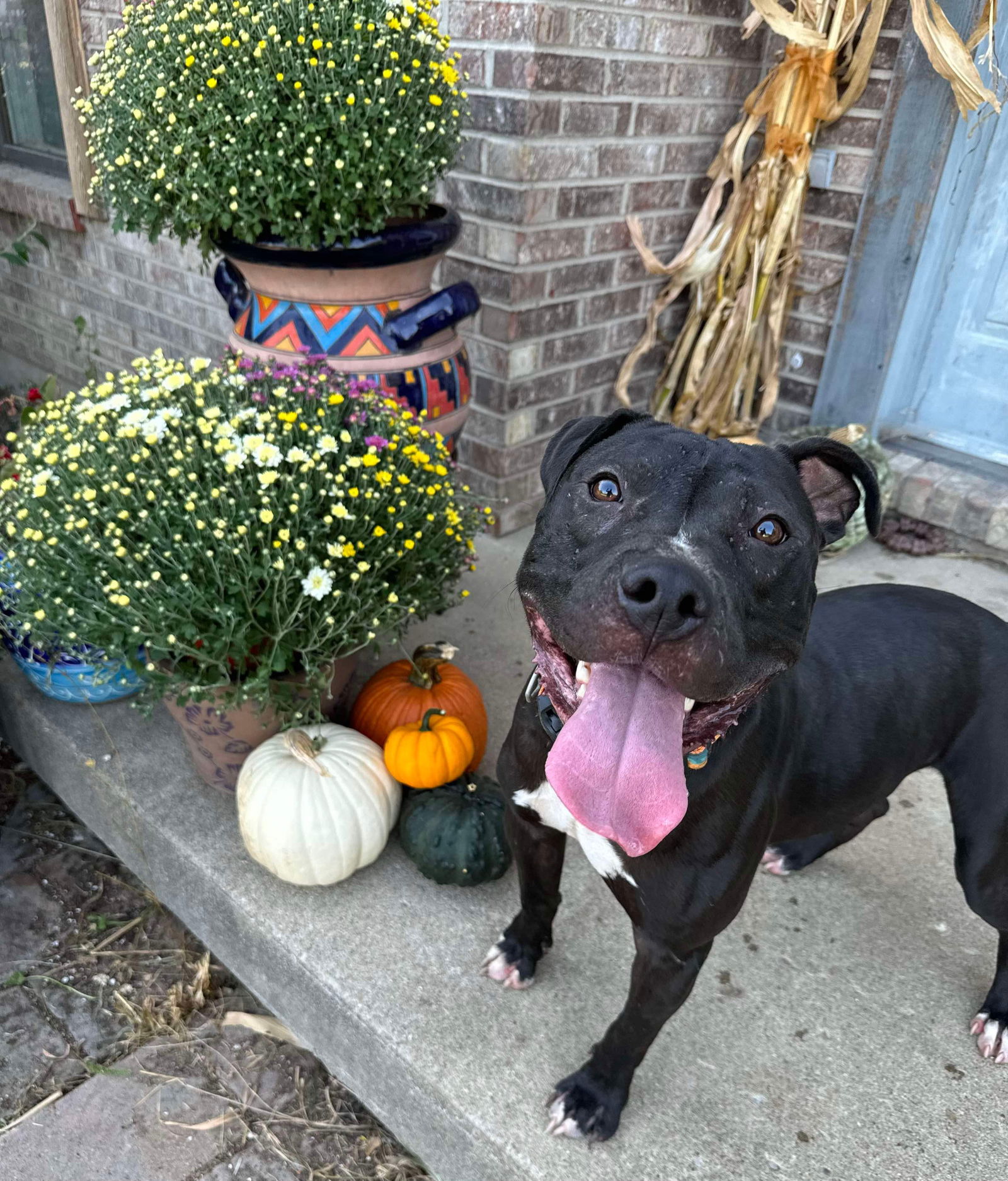 adoptable Dog in Germantown, OH named Toshi