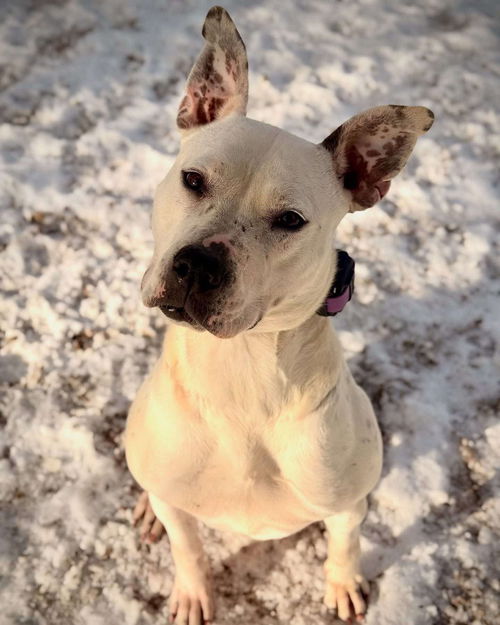 picture of the dog needing adoption