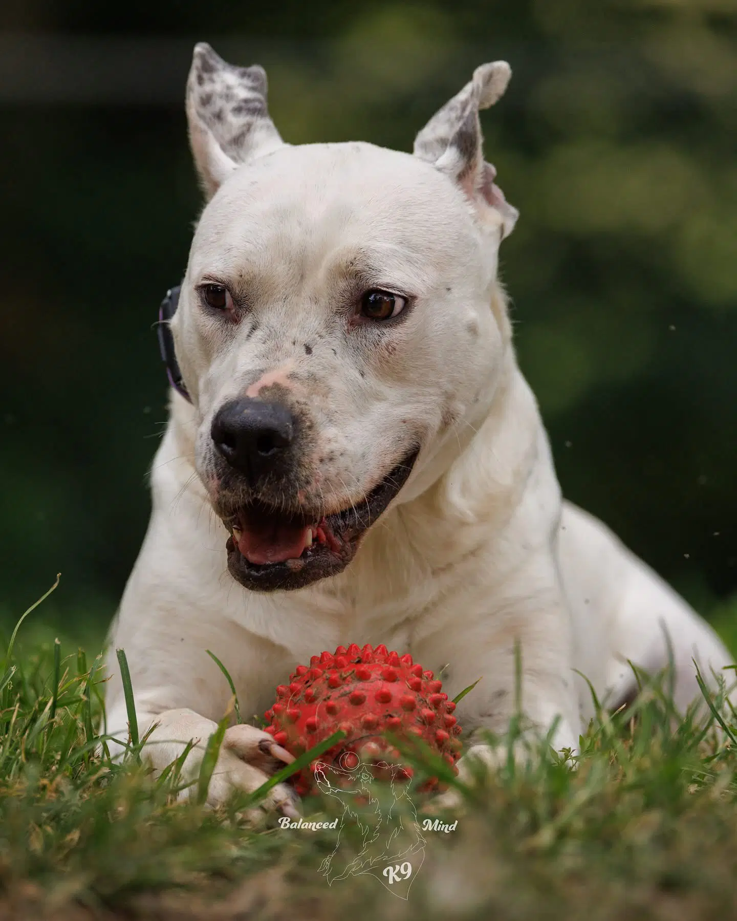 Vally - American Pit Bull Terrier