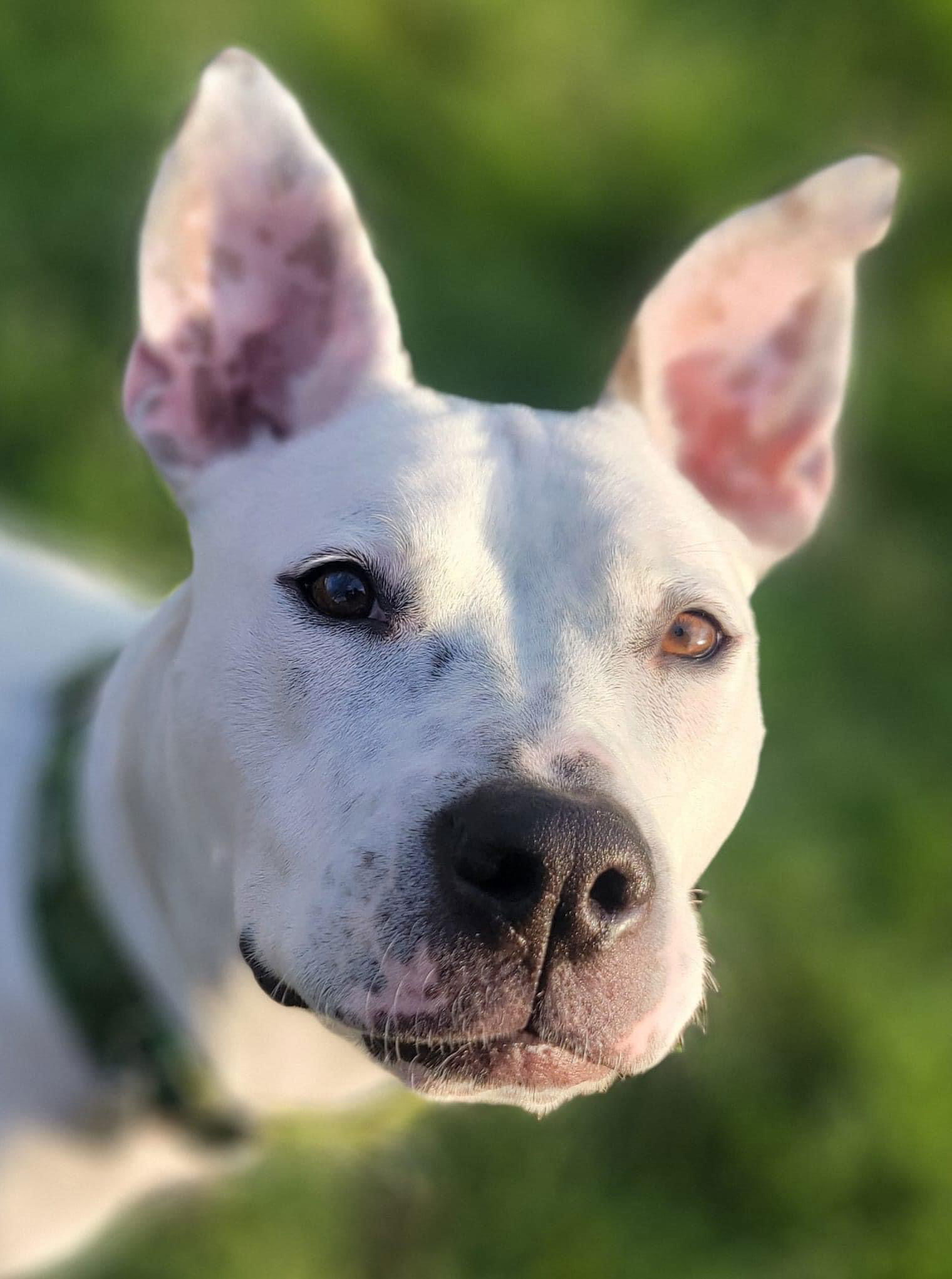 adoptable Dog in Germantown, OH named Valentina